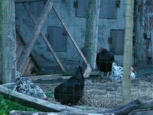 En la Granja de Arg�ero