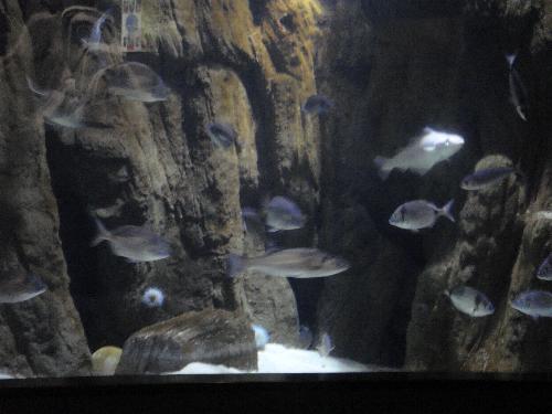 En el acuario