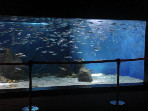 En el acuario