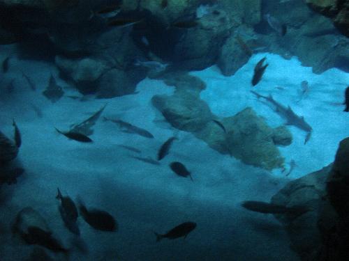 En el acuario