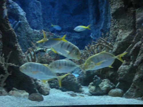 En el acuario