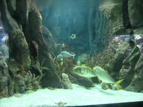 En el acuario