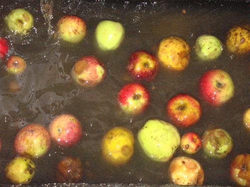 5 años en el LLagar