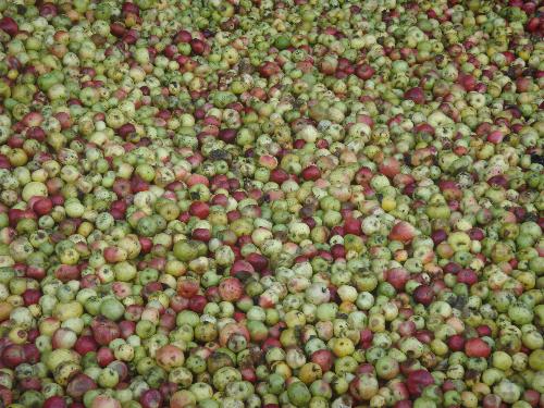 5 años en el LLagar