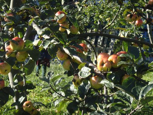 5 años en el LLagar